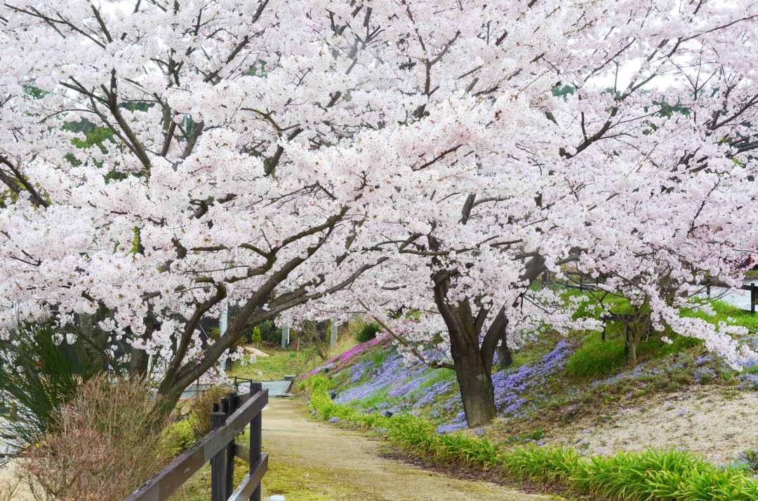 20160403　桜と鳥-2